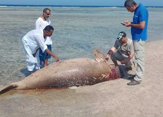 صور عروسه البحر , أشكال لن تصدقها للعرايس البحر