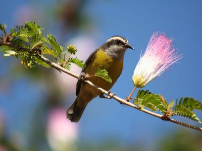 صور عصافير - صور عصافير زاهية جدا 6257 3