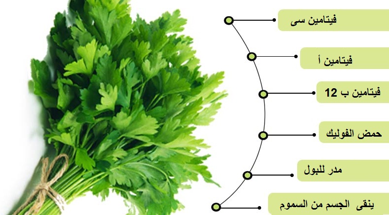 فوائد بذور البقدونس - طريقة استخدام البقدونس 12667