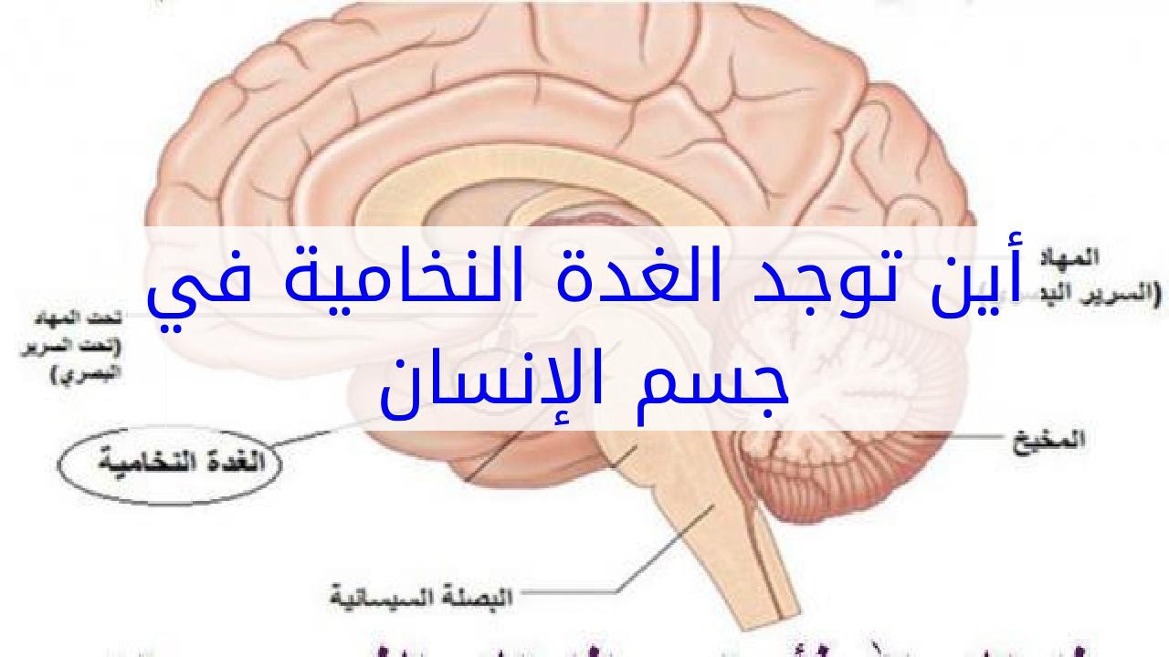 علاج الغدة النخامية بالقران- بالقران تعفي من كل الامراض 12384