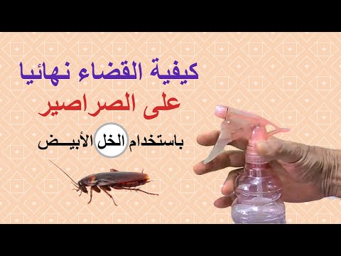 القضاء على الصراصير 6356