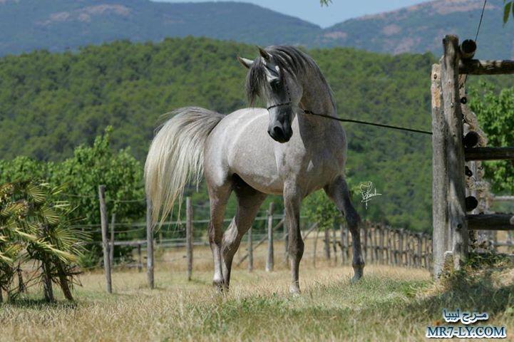 خيول عربية - صور خلفيات خيل عربى اصيل 6353 10