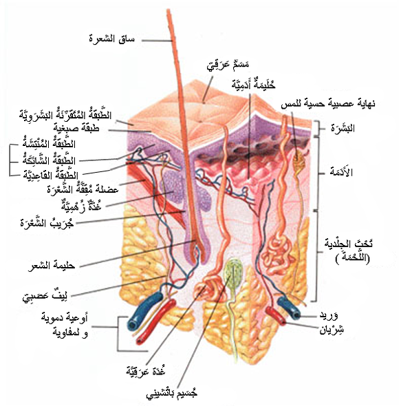 صور جسم الانسان - جسم الانسان من اكبر معجزات الله 2334