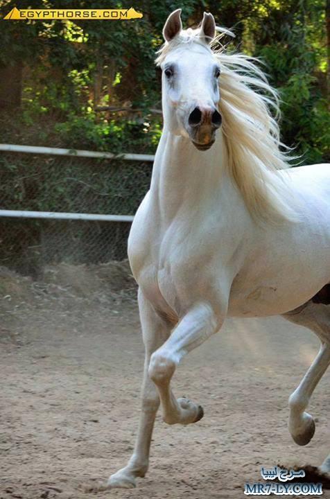 خيول عربية - صور خلفيات خيل عربى اصيل 6353 6