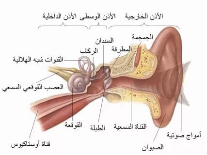 علاج التهاب الاذن , العلاج الصحيح الطبى لالتهابات الاذن