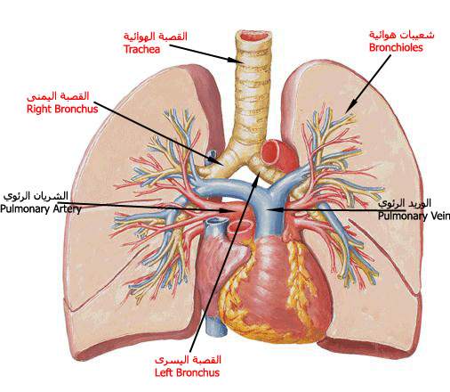 صور جسم الانسان - جسم الانسان من اكبر معجزات الله 2334 2