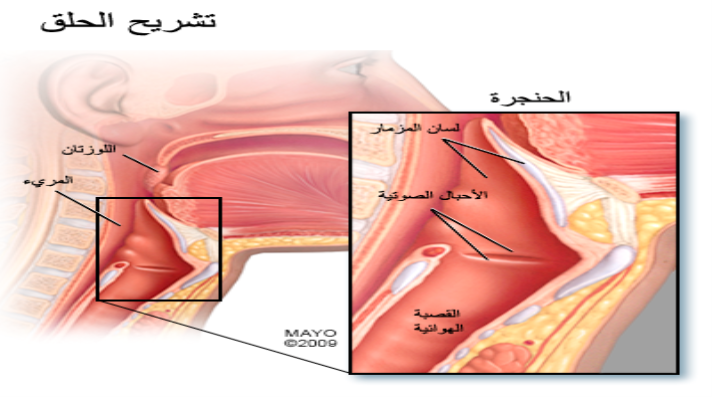 علاج التهاب لسان المزمار , أسباب التهاب لسان المزمار وطرق علاجه