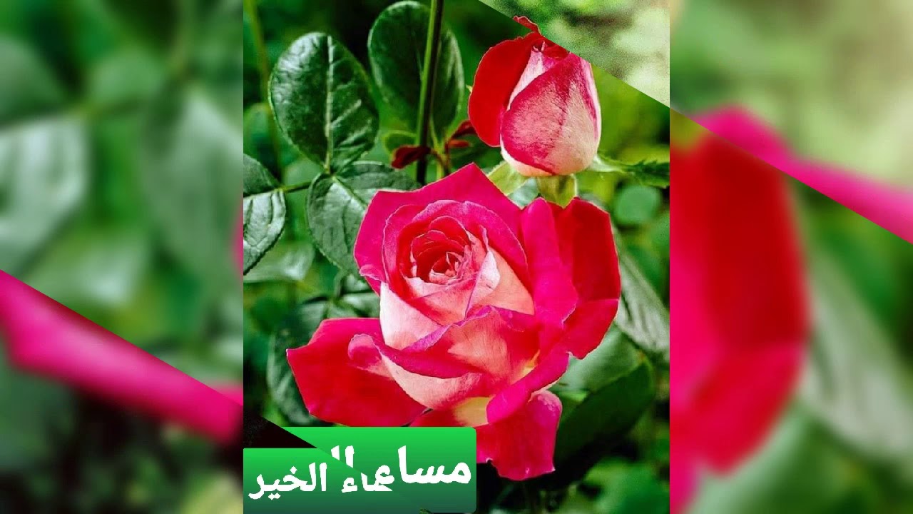 صور مساء الخير متحركه 5783 7