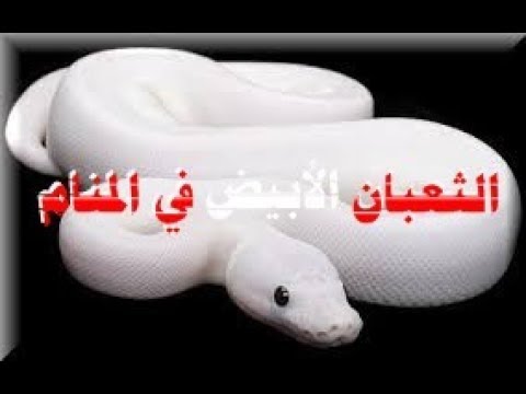 تفسير حلم ثعبان ابيض شفاف , رؤية الثعبان الابيض في الحلم