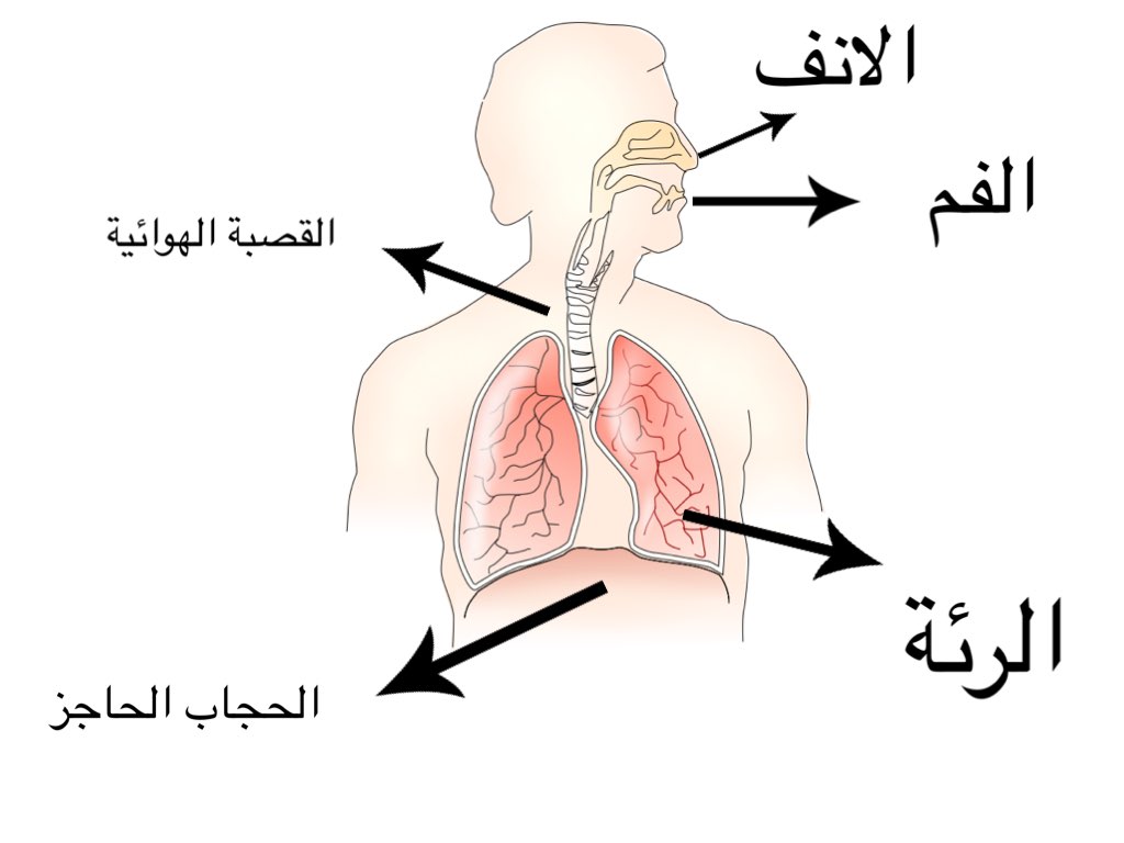 صور جسم الانسان - جسم الانسان من اكبر معجزات الله 2334 6