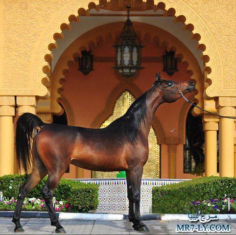 خيول عربية - صور خلفيات خيل عربى اصيل 6353 8