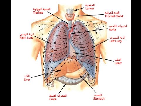 صور جسم الانسان - جسم الانسان من اكبر معجزات الله 2334 9