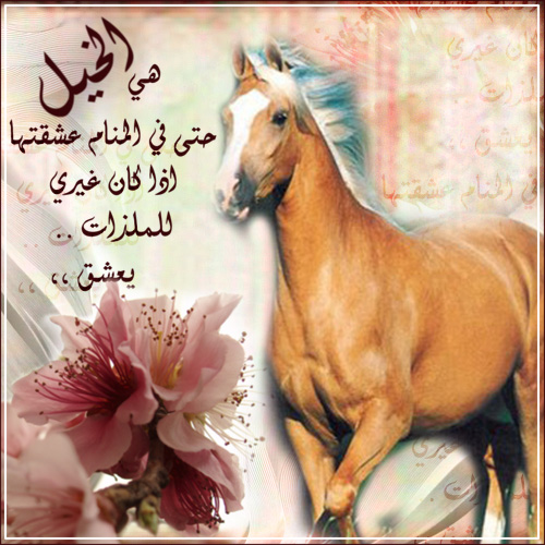 شعر عن الخيل - اروع اشعار للخيل 4007