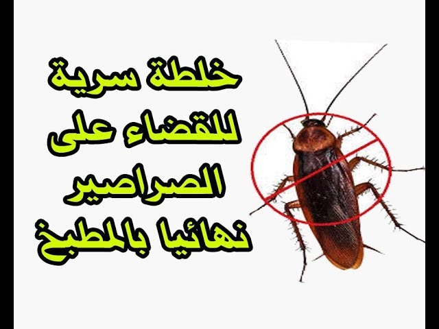 خلطة للقضاء على الصراصير , الصراصير تهدد البيوت