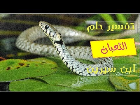 تفسير حلم الثعابين في البيت - تفسير الحلم بالافاعى فى البيت 5910 3