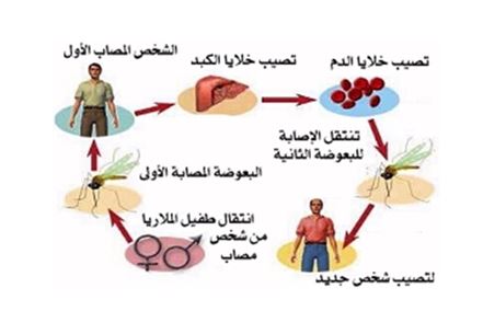 مرض الملاريا , اعراض واسباب الاصابه بمرض الملاريا