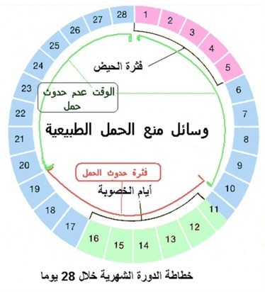 الايام المناسبة للحمل بعد الدورة الشهرية - اوقات مناسبه للحمل سريعا 1036 3