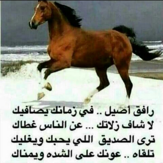 شعر عن الخيل - اروع اشعار للخيل 4007 6