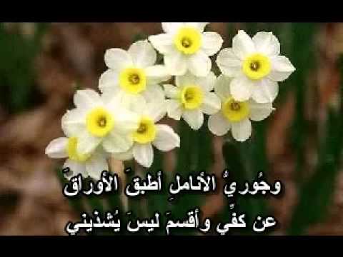 شعر عن الورد - كلمات جميله فى حب الورد 1082 4