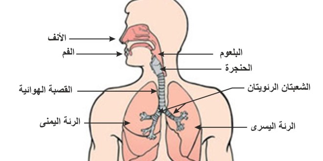 صور جسم الانسان - جسم الانسان من اكبر معجزات الله 2334 3