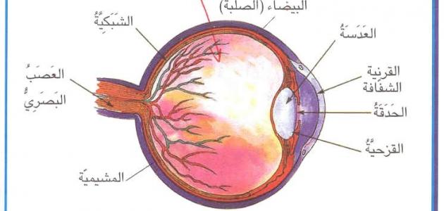 مكونات العين , شرح لمكونات العين