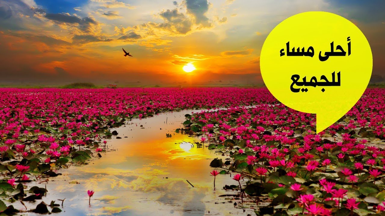 مساء الخير للجميع - صور اجمل مساء على الجميع 4429