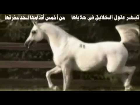 شعر عن الخيل - اروع اشعار للخيل 4007 3