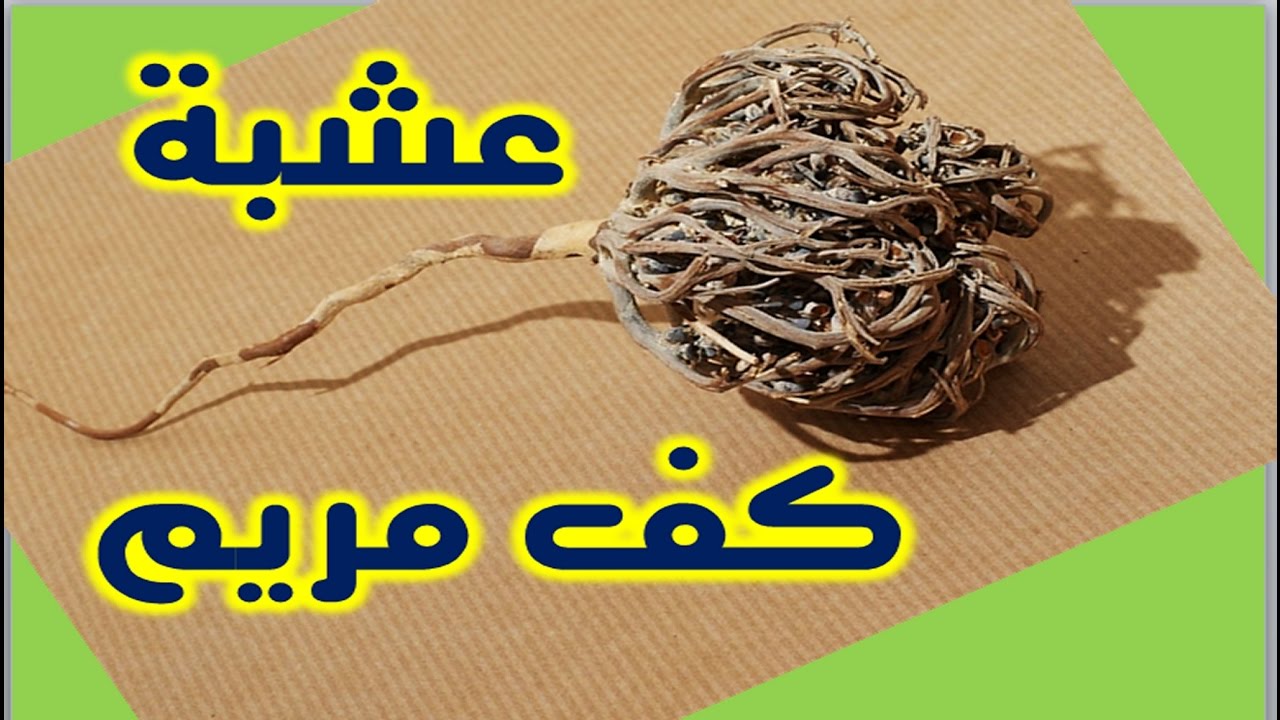 عشبة كف مريم - فيديو ضرورى جدا  عن عشبة كف مريم 5852