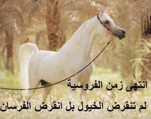 شعر عن الخيل - اروع اشعار للخيل 4007 8