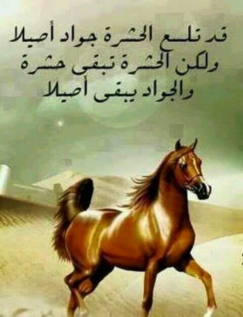 شعر عن الخيل - اروع اشعار للخيل 4007