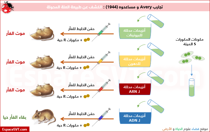 الطبيعة الكيميائية للمورثة - ما هو تحليل Dna 12780 1