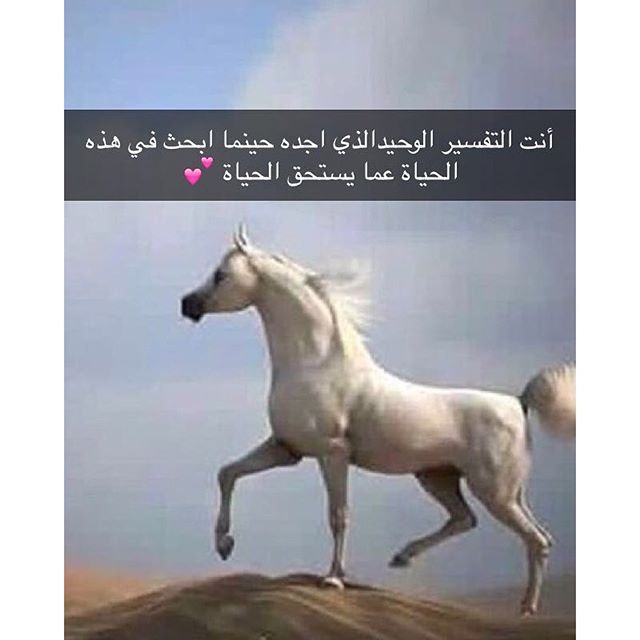 شعر عن الخيل - اروع اشعار للخيل 4007 5