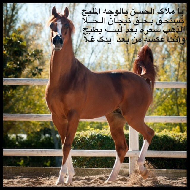 شعر عن الخيل - اروع اشعار للخيل 4007 7