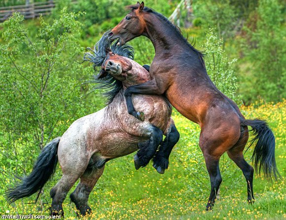 صور خيل , اروع كولكشين صور خيول