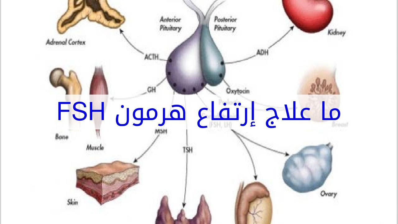 علاج الغدة النخامية بالقران- بالقران تعفي من كل الامراض 12384 1