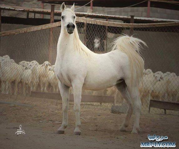 خيول عربية - صور خلفيات خيل عربى اصيل 6353 1