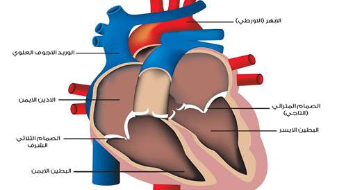 علاج مرض القلب - طريقة لعلاج مشاكل القلب 4705 1