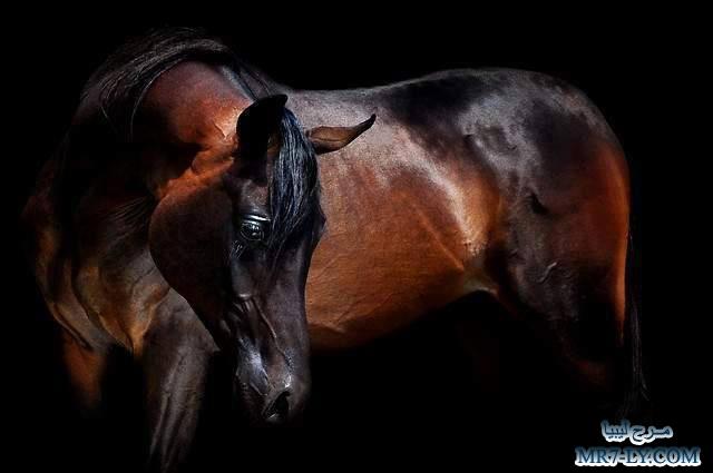 خيول عربية - صور خلفيات خيل عربى اصيل 6353 7