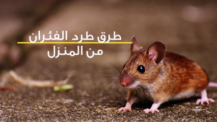 التخلص من الفار في البيت , انسي ان الفار يخش بيتك باسهل الطرق