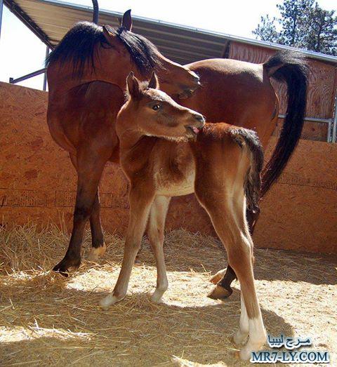 خيول عربية - صور خلفيات خيل عربى اصيل 6353 5