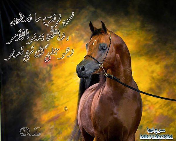 خيول عربية - صور خلفيات خيل عربى اصيل 6353 2