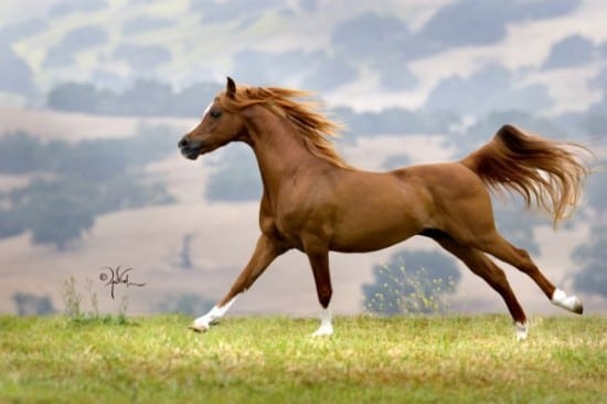 خيول عربية اصيلة - صور خيول عربيه روعه