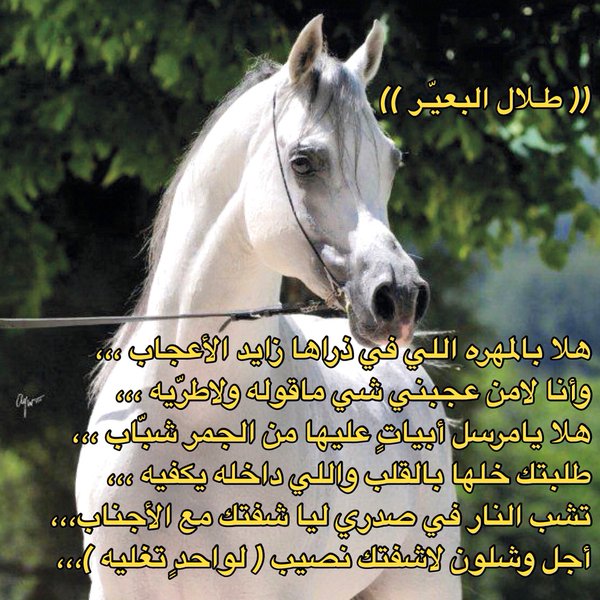 شعر عن الخيل - اروع اشعار للخيل 4007 1