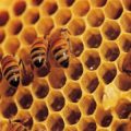 6002 1 تربية النحل - فيديو يوضح كيفية تربية النحل ايليا جمال