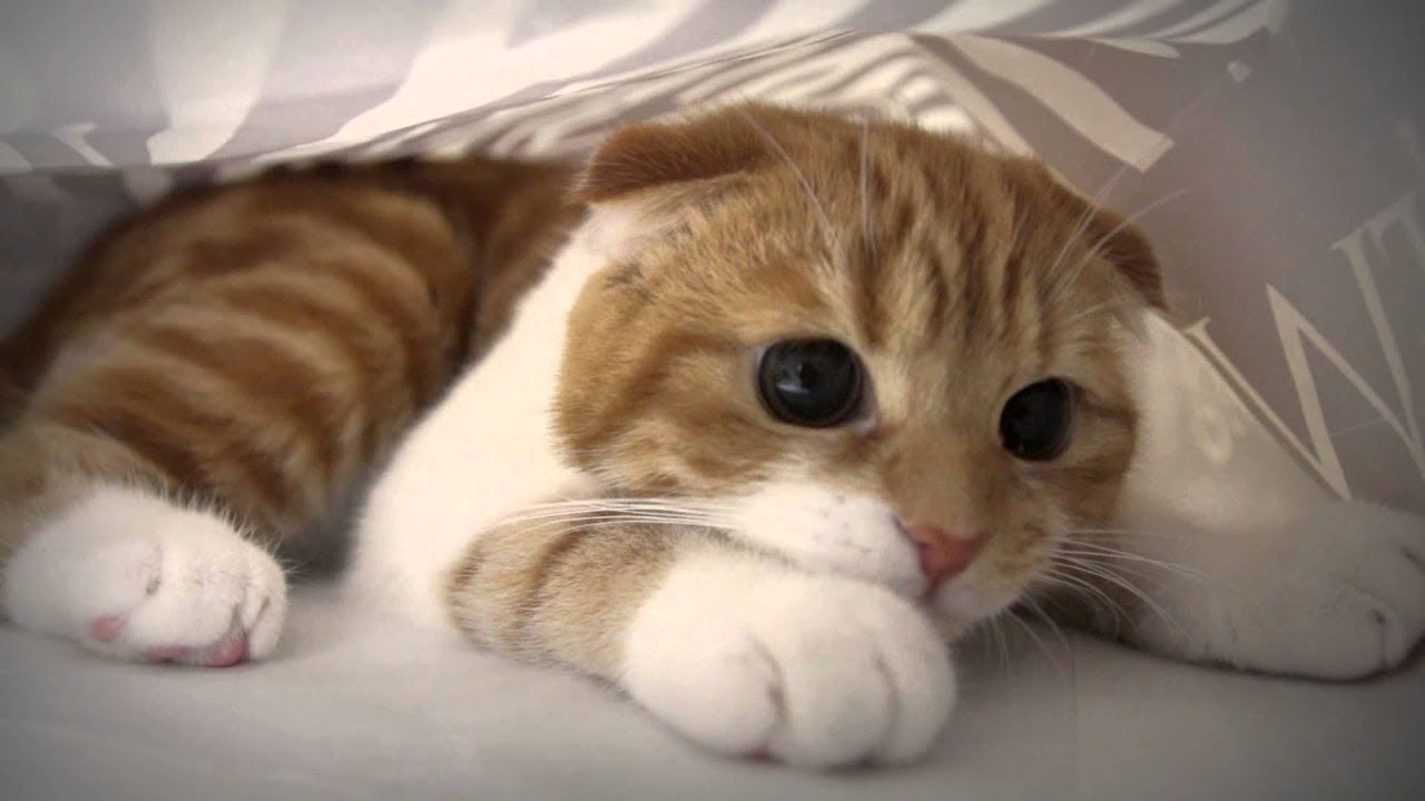 اجمل قطة بالعالم قطط صغيره وجميلة دلع ورد