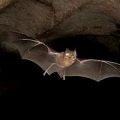 15895 1 الخفاش في المنام للامام الصادق- ستنصدم مما ستقرأ طماعه حيان