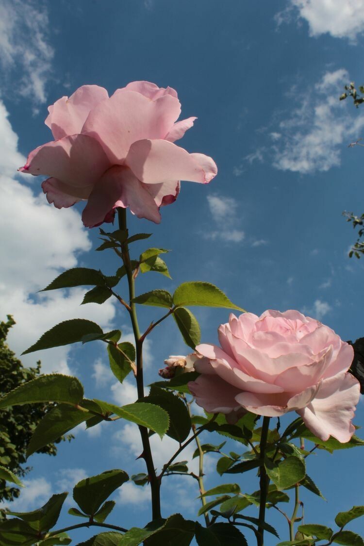 16127 6 خلفيات ورود روعه - أجمل خلفيات الورود الجميلة والرومانسيه طماعه حيان