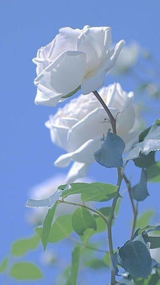 16127 7 خلفيات ورود روعه - أجمل خلفيات الورود الجميلة والرومانسيه طماعه حيان