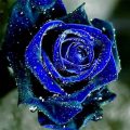 16165 9 وردة جوري ازرق-أجمل الورود باللون الأزرق طماعه حيان