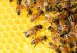 16331 1-Jpeg بحث حول النحل-معلومات عن النحل الاميرة ريمة